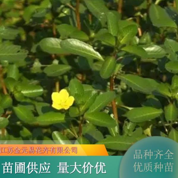 黄花水龙图片