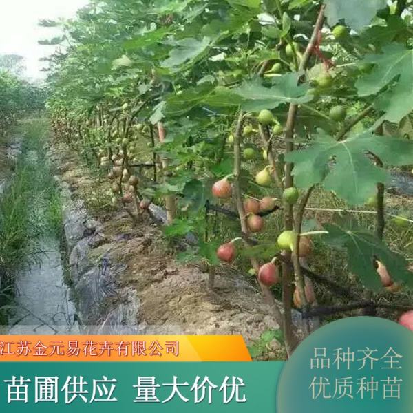 无花果价格