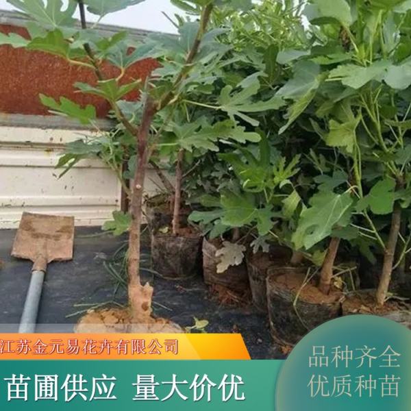 无花果价格