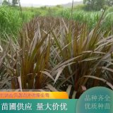 紫叶象草苗 花镜花坛配植材料 护坡固土 动物优良饲草