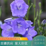 基地供应东北玉簪 多年生宿根花卉盆景盆栽种植观赏 阳台庭院盆栽