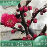 苗圃出售朱砂梅 園林綠植街道綠化梅花樹 公園小區(qū)觀賞工程苗優(yōu)選