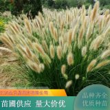 白穗 紫穗 粉穗狼尾草多年生草本觀賞草 道路公園綠化栽植草苗