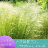 墨西哥羽毛草 地被綠化用 草坪綠化 公園小區(qū)花壇點(diǎn)綴 杯苗供應(yīng)