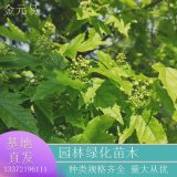 長(zhǎng)期出售茶條槭樹苗 庭院行道綠籬觀賞 園林綠化風(fēng)景行道樹