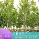 基地供應(yīng) 自由人槭 阿姆斯特朗規(guī)格齊全 園林綠化風(fēng)景行道樹