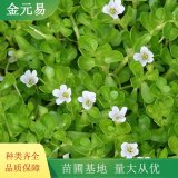 海馬齒小苗 莧菜 護土固坡綠化栽植苗 耐旱耐澇 生長旺盛