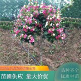 基地出售錦帶 落葉叢生灌木 性喜光耐寒 園林小區(qū)種植觀賞基地