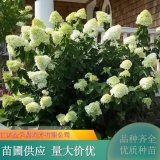 苗圃圆锥木绣球 非常美观 公园花坛花境观赏绿化