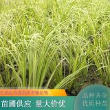 基地出售金葉菖蒲 園林觀賞綠化護(hù)坡用 池塘水邊