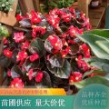 四季海棠 綠葉紅花裝飾花帶 花期長 適用于盆栽租擺