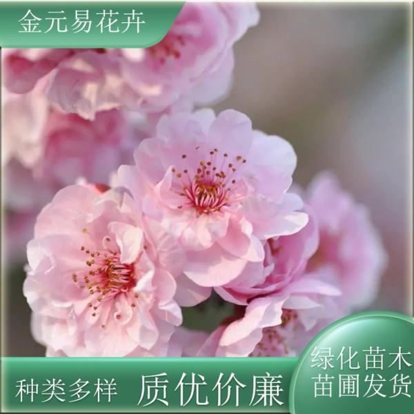 櫻花價格