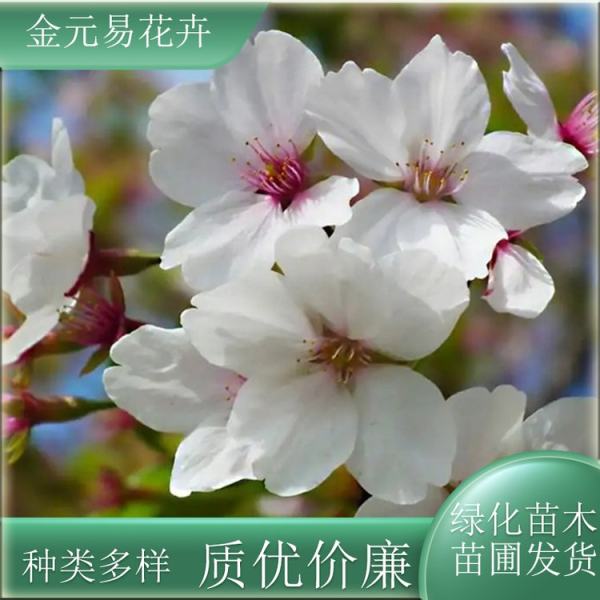 櫻花價格