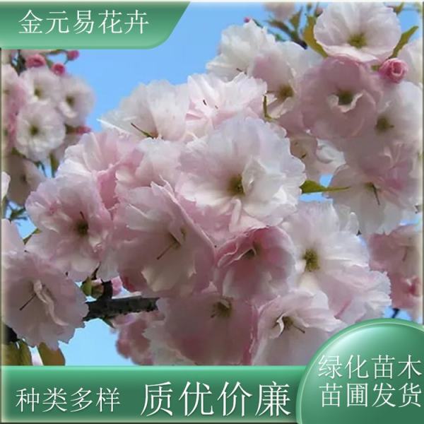 櫻花價格