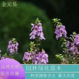 苗圃直供香彩雀 庭院景區(qū)園林造景觀賞植物 花壇花鏡配植