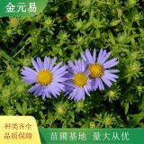 紫菀小苗 公園小區(qū)租擺花卉 耐寒耐旱 花期長 花海打造苗