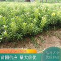 楊梅樹 果實(shí)香甜產(chǎn)量高 城市綠化風(fēng)景觀觀形植物 果園栽植