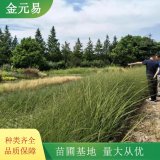 柳枝稷绿化栽植多年生草本 公园观赏花草 土壤修复种植