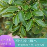 苗圃供應 小葉黃楊 萌芽力強 耐修剪 庭院綠籬小苗種植的基地