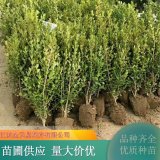 基地直供獨桿黃楊 獨桿大葉 樹姿挺拔 園林綠化行道觀賞樹種