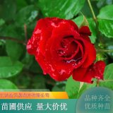 苗木出售月季 花镜花坛花带观赏类花卉 耐寒耐热