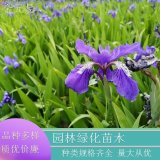 苗圃供應(yīng) 溪蓀 河道公園庭院水體綠化 觀賞性好 品種齊全