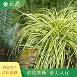 金葉苔草供應(yīng)基地 花壇花鏡配植苗 園林道路綠化栽植工程苗