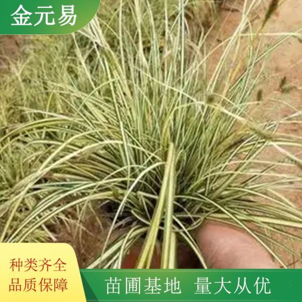 金叶苔草