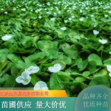 水鳖苗水生漂浮植物 池糖水体绿化工程苗 湿地绿化苗