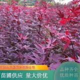 三季紅紅楓 庭院綠化公園小區(qū)街道風(fēng)景樹品相好易成活根系發(fā)達(dá)