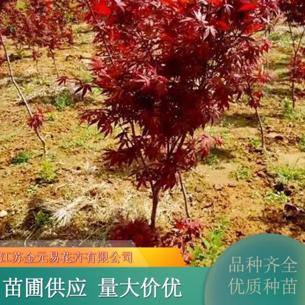 三季紅紅楓價(jià)格