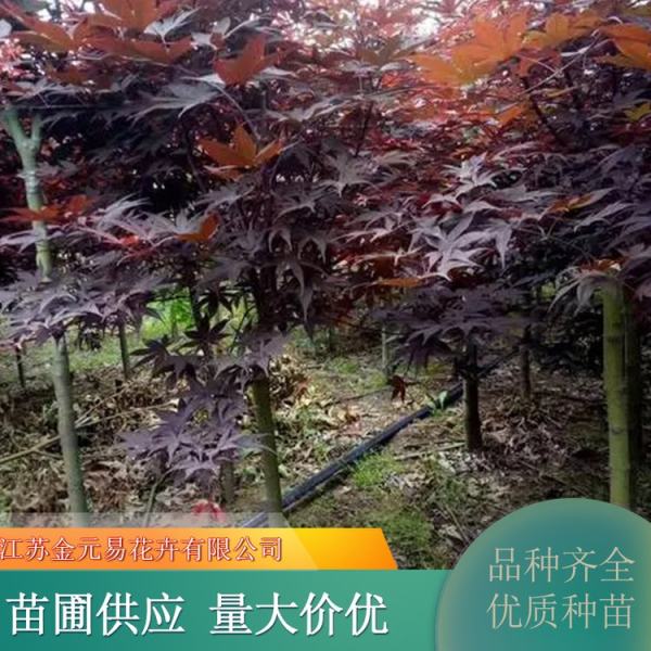 三季紅紅楓價(jià)格