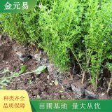 苗圃出售 迎春 規(guī)格齊全 綠化觀賞栽植 園區(qū)園林工程苗木