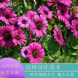 苗圃直供 南非萬壽菊 盆栽 公園花海用苗 花色繽紛 觀賞性好