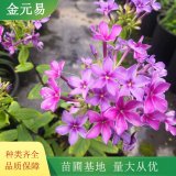 宿根福禄考 花坛种植 花期长 花朵大 景观装饰植物 颜色多