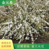 噴雪花小苗 別墅庭院小區(qū) 綠化種植觀賞苗 市政園林景觀栽植苗