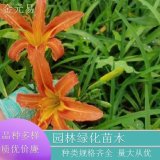 苗圃直供 大花萱草 多年生宿根草本植物 花期长 品种齐全