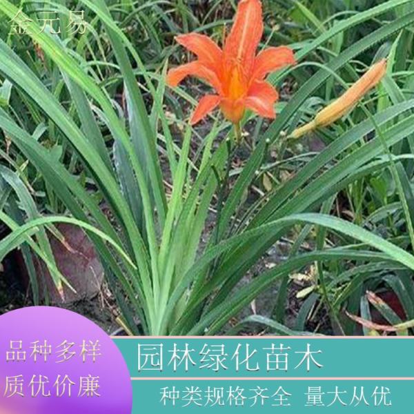 大花萱草圖片