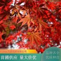 苗圃出售金陵紅楓 樹姿優(yōu)美 庭院綠化公園小區(qū)別墅道路觀賞樹