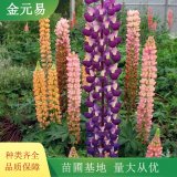 魯冰花 時令草花 景區(qū)園林花壇花鏡栽植苗 顏色多 品種全