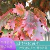 苗圃供應(yīng) 紅槲櫟 北方紅橡道路園林風(fēng)景樹 綠化工程行道樹