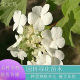 基地直供 天目瓊花 地栽盆栽庭院綠化公園小區(qū)街道種植觀賞苗