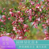 基地直供垂絲海棠 專業(yè)種植園批量供應(yīng) 苗木健康美觀 各種綠化