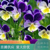 三色堇 小區(qū)花壇點綴用苗 顏色豐富 貨源充足 綠化工程苗