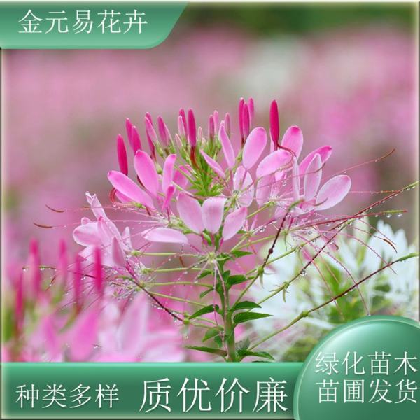 醉蝶花价格