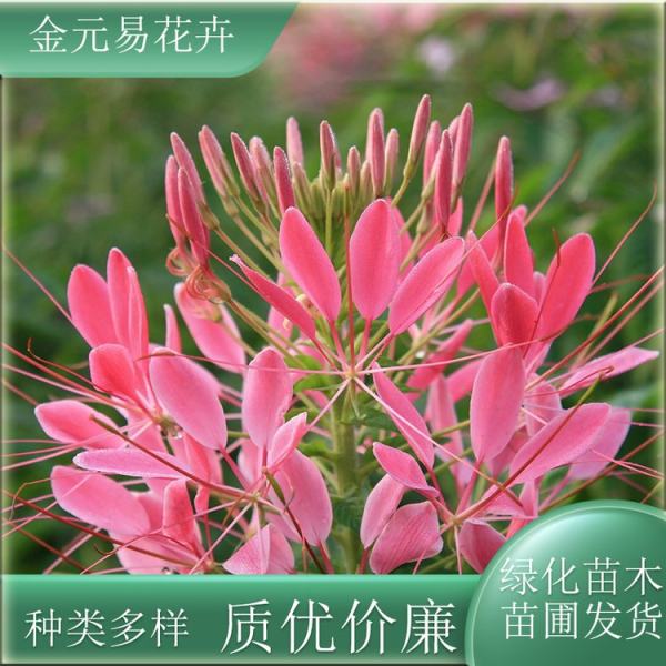 醉蝶花价格