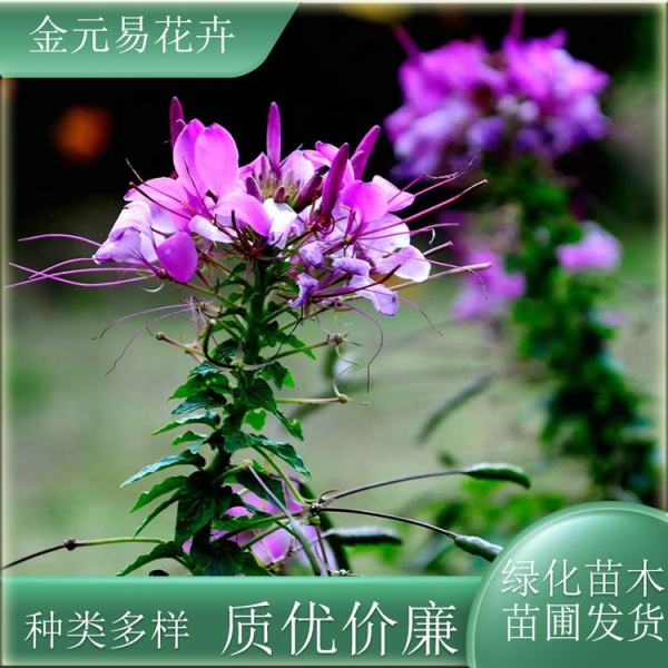 醉蝶花价格