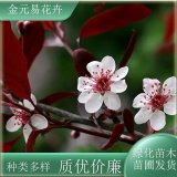 苗圃出售紫葉李 搭配色塊綠化植物 適應(yīng)性強(qiáng)易生長(zhǎng) 道路行道樹