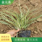 苔草小苗 园林地被草本植物 道路绿化工程栽植苗