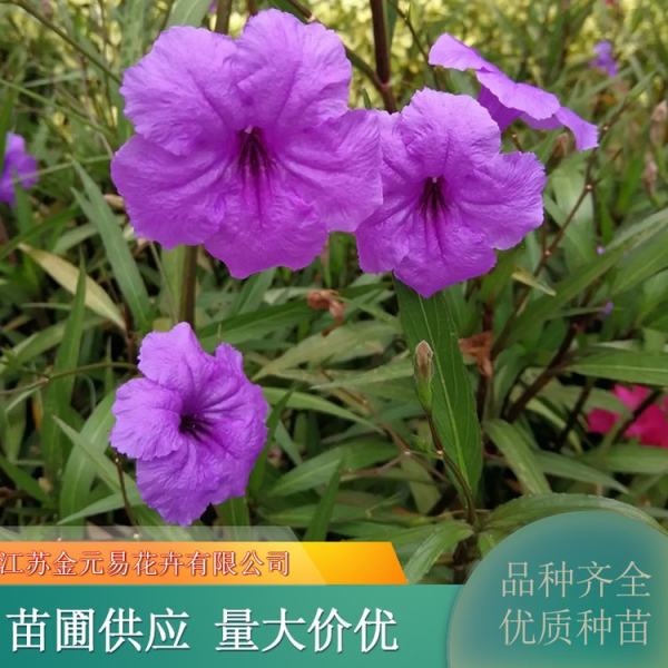 翠蘆莉花語(yǔ)